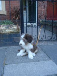 So gate where you going to take me for a walk?